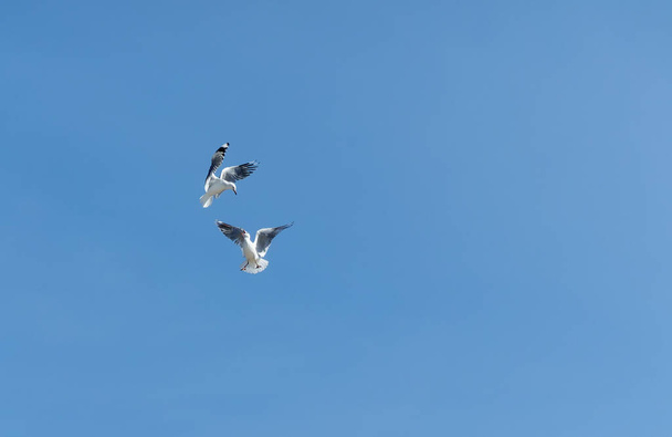 Два красноклювых чайки ссорятся во время полета - Фото, изображение