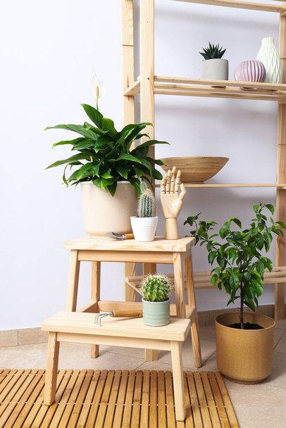 Cozy hobby - growing indoor plants at home - Foto, imagen