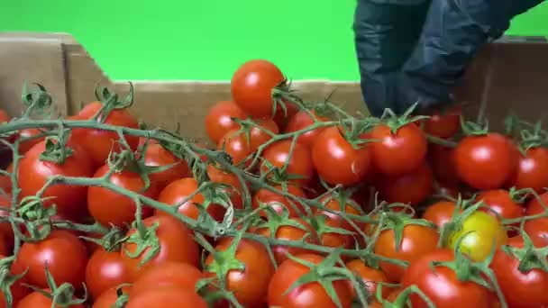 Cosecha de tomates. Las manos recogiendo tomates de la planta. De cerca. Concepto agrícola - Imágenes, Vídeo