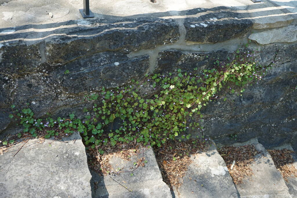 Cymbalaria muralis haziran ayında kayalara tırmanır. Cymbalaria muralis, genellikle sarmaşık yapraklı toadflax ya da Kenilworth sarmaşığı olarak adlandırılır, küçük mor çiçekli, alçak, yayılan bir üzüm bitkisidir. Berlin yakınlarındaki Ruedersdorf, Almanya  - Fotoğraf, Görsel