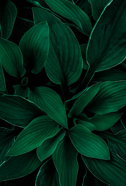 濃い緑色の大きな熱帯の葉。スクリーンセーバー、壁紙、はがきのための花の垂直背景。高品質の写真 - 写真・画像