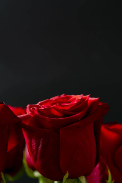 Red rose on a black background with space for text. Floral background for photo wallpaper, screen saver, banner. High quality photo - Foto, imagen