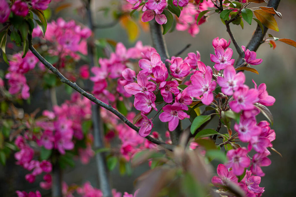 Blooming flower on fruit tree outdoor spring background - Φωτογραφία, εικόνα