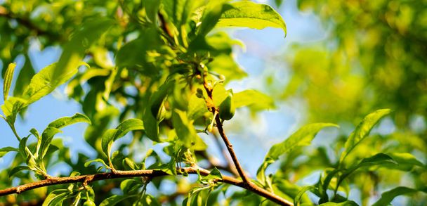 Panorama uitzicht pruimenboom tak met jong fruit, groene bladeren gebladerte en onscherpe bokeh achtergrond in de vroege ochtend licht. Kleine onrijpe gewone pruimenvrucht op boom - Foto, afbeelding