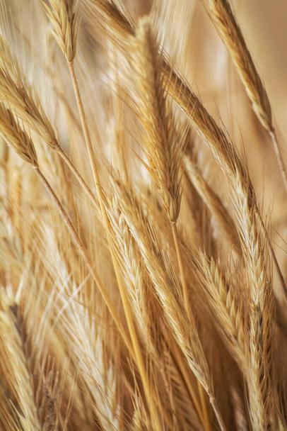 Home decor natural background - ripe grain ears in low depth of field and warm tones - Zdjęcie, obraz
