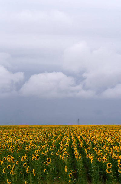 Feld mit Sonnenblumen bei bewölktem Wetter. Hochwertiges Foto - Foto, Bild