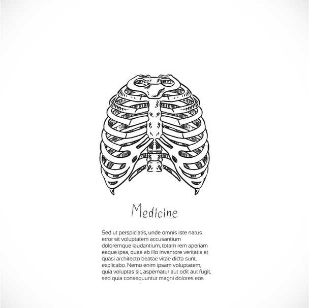 Medical doodle background with thoracic skeleton for banner or f - Vector, Image
