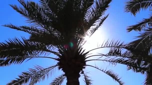 Ras al Khaimah merinäköala - Materiaali, video