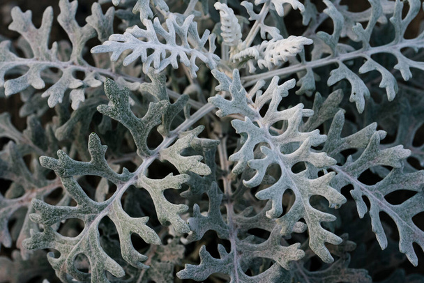 Сієрарійське срібло зблизька. Квіткове тло. ландшафтні рослини. Фотографія високої якості - Фото, зображення