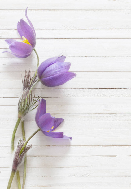 purple spring flowers on white wooden background - Zdjęcie, obraz