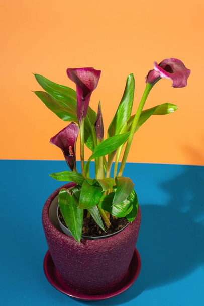 calla κρίνο υγιή ανθοκομία houseplant με μωβ τρομπέτα-όπως λουλούδι, εξωτικά διακοσμητικά θάμνος, δημοφιλή έξυπνο κομψό δώρο, αγάπη για τα φυτά έννοια, πολύχρωμο ελεύθερο χώρο φόντο, ζεστή διακόσμηση του σπιτιού - Φωτογραφία, εικόνα