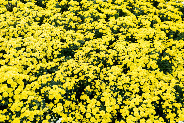 Yellow beautiful chrysanthemum flowers background top view - Photo, Image
