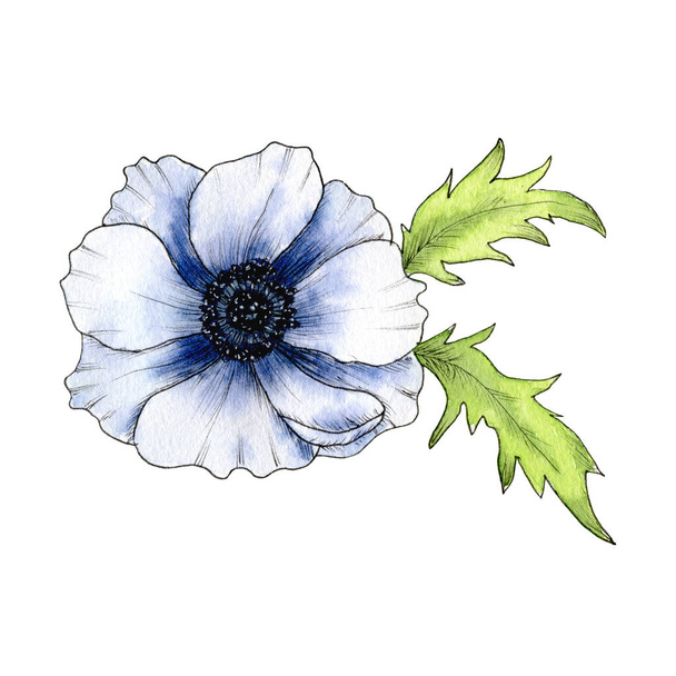 Watercolor Flower Anemone, Poppy, Peony. Anemone hand drawn illustration isolated on white background. Blue Anemone - 写真・画像