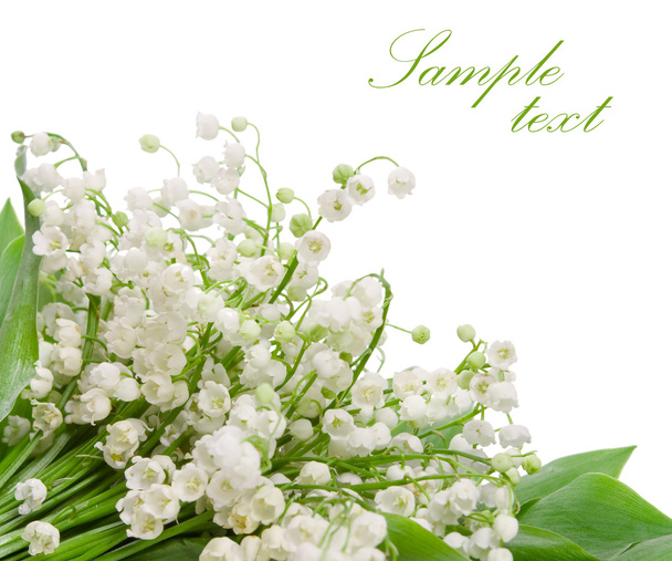 Lily of the valley flowers - Фото, зображення