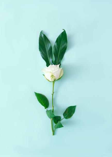A beautiful fresh white rose with two natural green leaves as ears. Minimal surreal concept for Easter celebration card or banner. Flat lay - Foto, Imagem