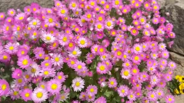 Поле з барвистою солом'яною квіткою навесні, вічна ромашка, паперова ромашка - Кадри, відео