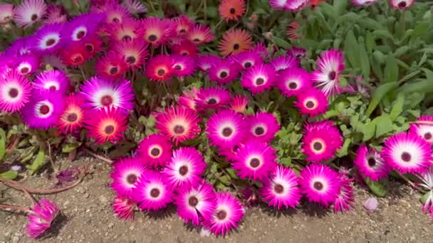 Field színes szalma virág tavasszal, Örök Daisy, papír Daisy - Felvétel, videó