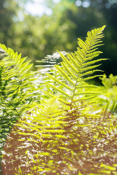 lush fern greens on a sunny morning in a spring park - Fotoğraf, Görsel
