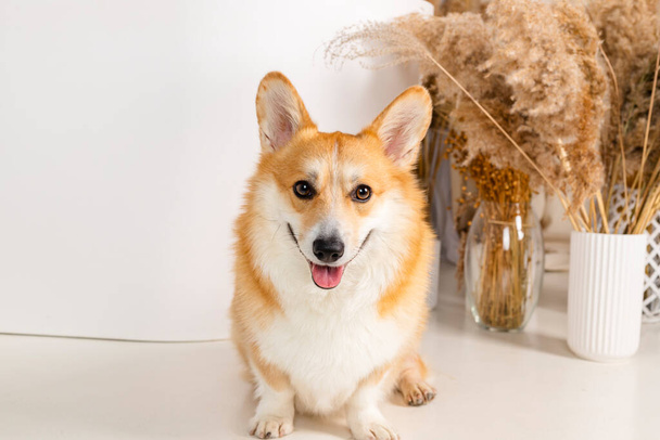 Adorable Welsh Corgi Poses in a modern minimalist bathroom, sitting on a white ledge with dried plants. - Photo, Image