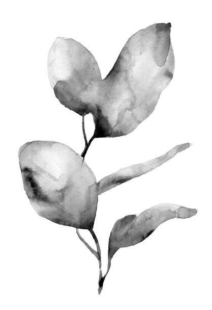 Fekete-fehér eukaliptusz cinerea ágak. Ausztráliai fa kerek levelekkel. Botanikai művészet. Akvarell illusztráció elszigetelt fehér háttér. - Fotó, kép