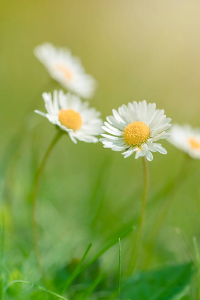 ромашки, білі квіти на лузі в сонячний день, весняний сезон, квітка, квітковий фон, бічний знімок
 - Фото, зображення