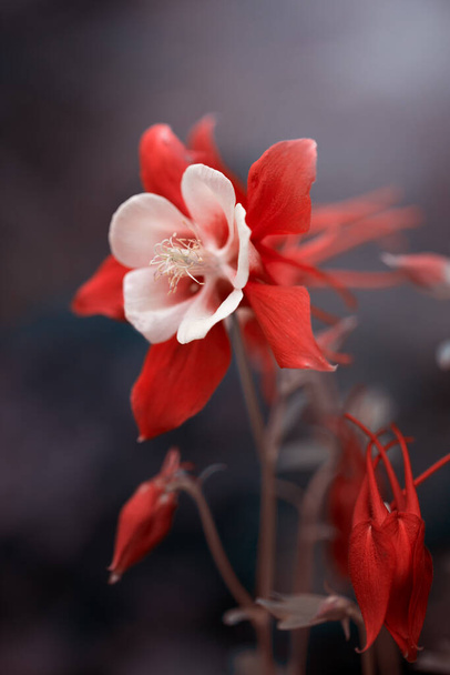 columbina, flores rojas en un día soleado, temporada de primavera, flor, fondo borroso, tiro frontal - Foto, imagen