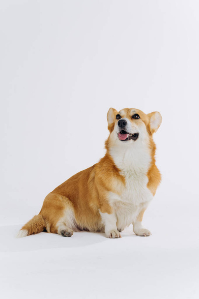 Adorable cute Welsh Corgi Pembroke sitting on white background and looking at side. Most popular breed of Dog - Fotografie, Obrázek