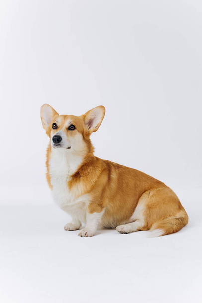Adorable cute Welsh Corgi Pembroke sitting on white background and looking at side. Most popular breed of Dog - Photo, Image