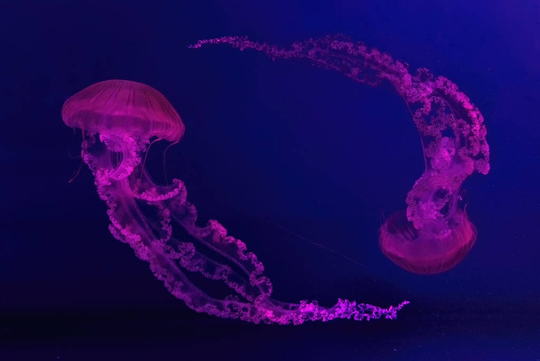 Dvě zářivky medúzy plavající pod vodou akvarijního bazénu s růžovým neonovým světlem. Jihoamerická kopřivová chrysaora plocamia v modré vodě, oceán. Teriologie, cestovní ruch, potápění, podmořský život. - Fotografie, Obrázek