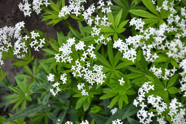 Bedstraw (Galium odoratum) blooms in spring in the wild in the forest - Photo, Image