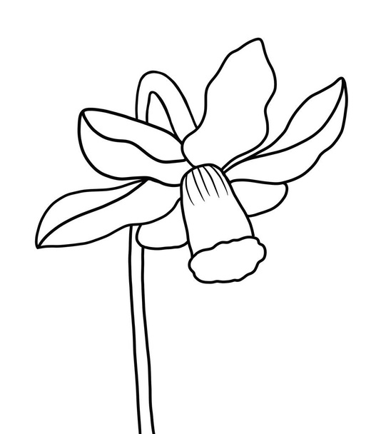 outline flower of daffodil on white background - Vector, Imagen