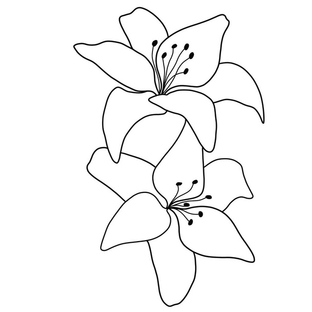 outline flower of lily on white background. vector illustration - Vector, Image