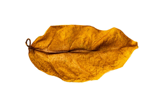 Top view or flat lay of single dry leaf in summer season isolated on white background with clipping path. - Photo, Image