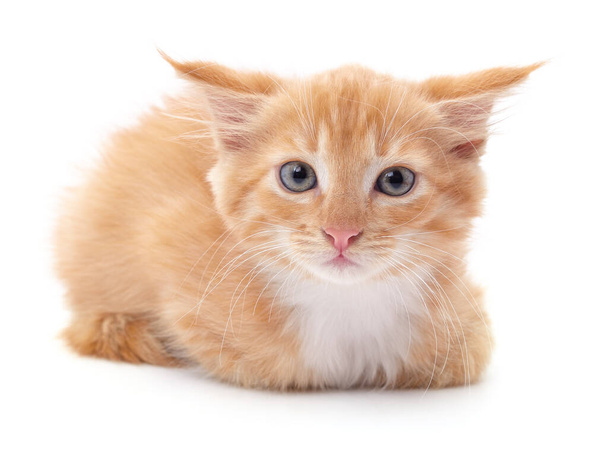 Beautiful red kitten isolated on a white background. - Foto, Bild