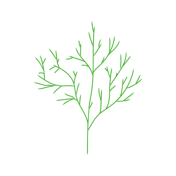 Dill isolated. spicy herb for food. dill branch Vector illustration - Vektör, Görsel