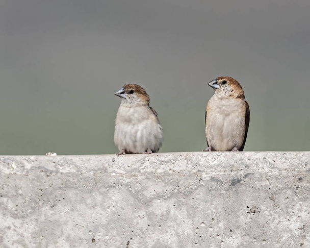 A Pair of Silver Bill perching on a wall - Photo, Image