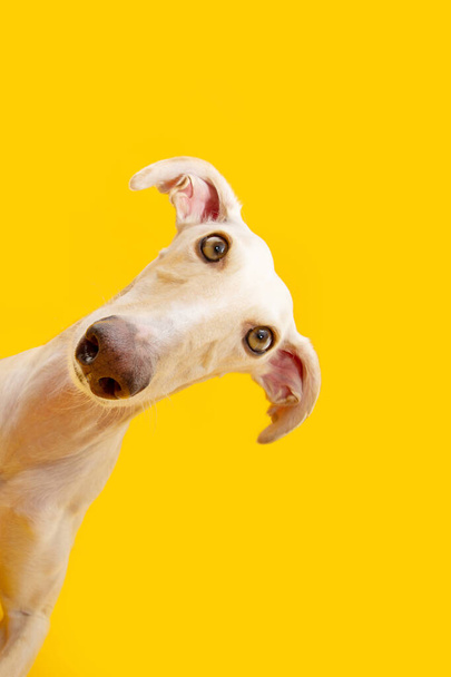 Portrait curious spanish greyhound dog tilting head side. Isolated on yellow backgorund - Photo, image