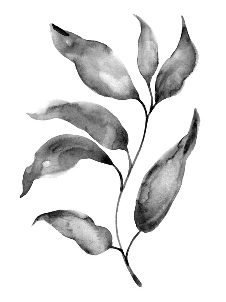 Watercolor black foliage on white background - Photo, Image