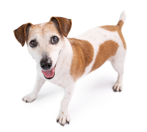 Adorable excited playing elderly dog want to play. Isolated dog Jack Russell terrier on white background looking at camera with crazy happy eyes with anticipation and curiosity. Happy pets theme - 写真・画像