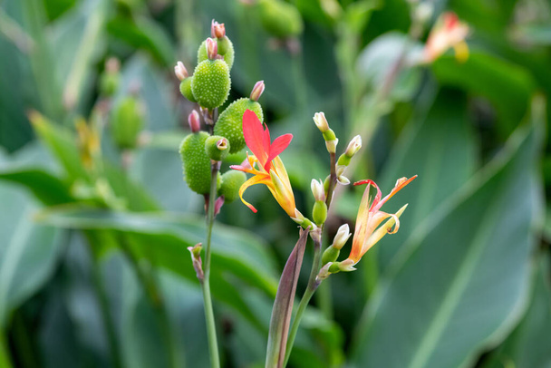Közelről egy indiai lövés (canna indica) virág virágzik - Fotó, kép