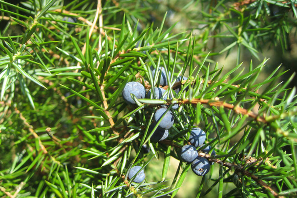ripe berries of a juniper bush - Photo, Image