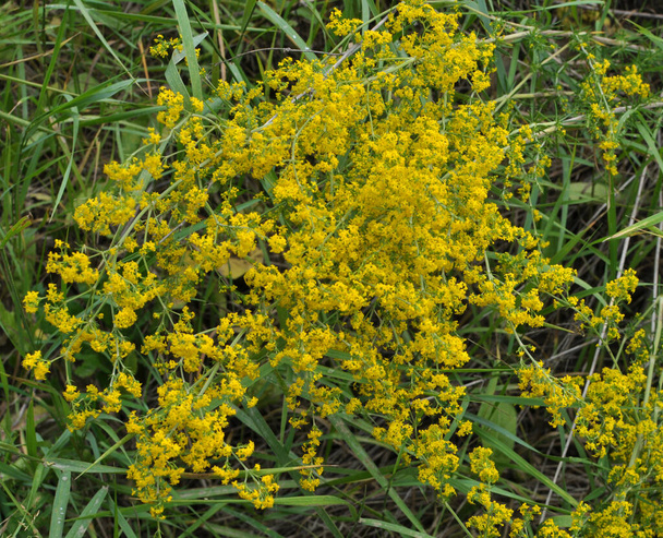 Galium verum grows among grasses in the wild - Photo, Image