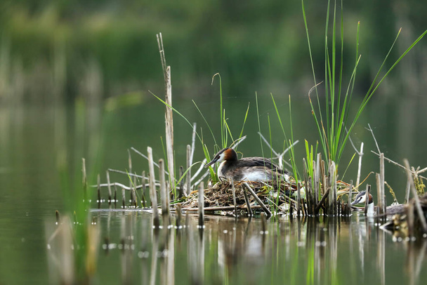Grested grebe incubating the nest on water at late spring time, πουλί στο φυσικό περιβάλλον, Τσεχική Δημοκρατία - Φωτογραφία, εικόνα