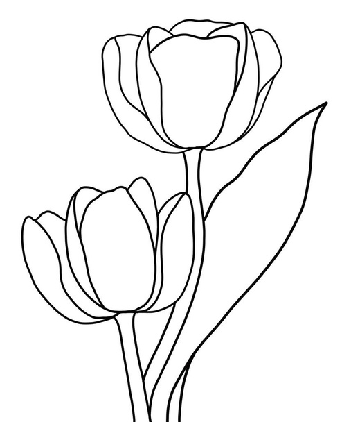 vector illustration of a beautiful botanical flower. outline flower of tulip on white background - Vector, Image
