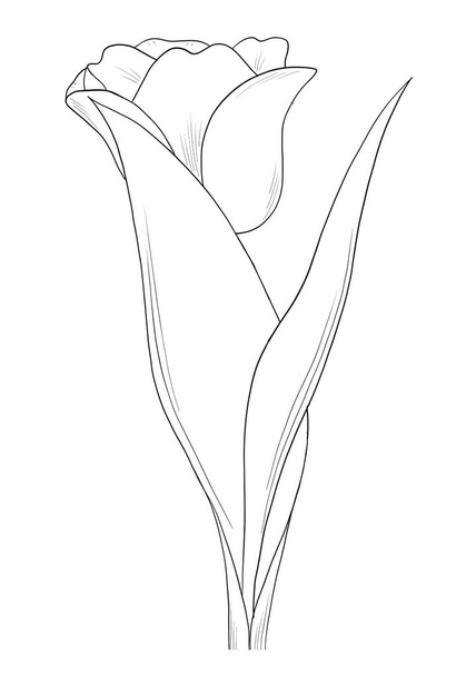 vektor illusztrációja egy gyönyörű botanikus kert - Vektor, kép