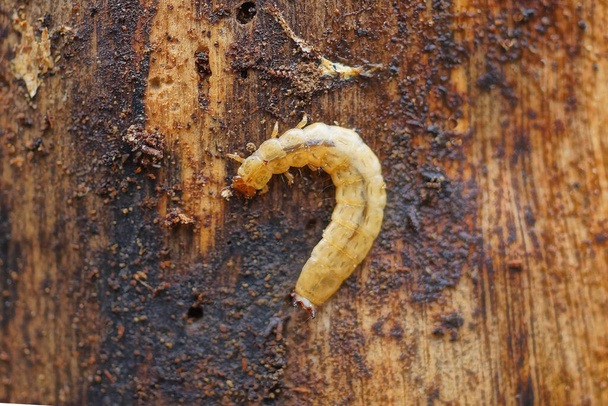 jeden velký dlouhý šedý larva kůra brouk leží na hnědém dřevě stromu v lese - Fotografie, Obrázek