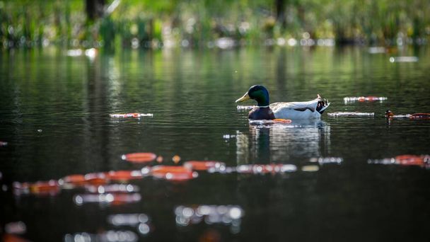 primer plano de un pato salvaje en el agua - Foto, Imagen