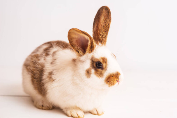 niedlichen lustigen Baby-Kaninchen von weißer und brauner Farbe auf hellen Holztisch. Zierkaninchen, Kaninchen für die Zucht. Kaninchenzucht-Gigant. Platz für Text. Osterhase. Schöne Haustiere - Foto, Bild