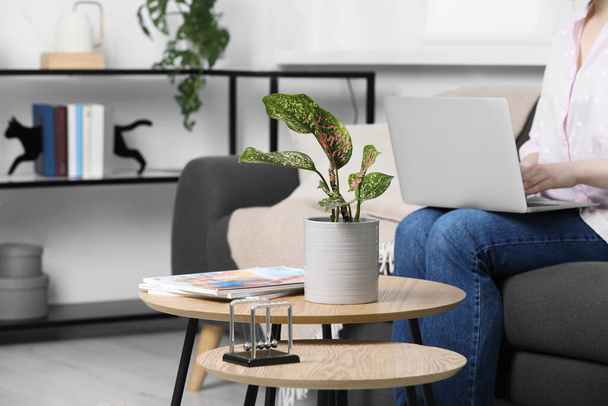 Woman using laptop in living room, focus on houseplant - Photo, Image