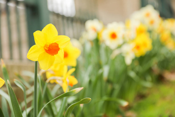 yellow daffodils in the garden - Foto, immagini
